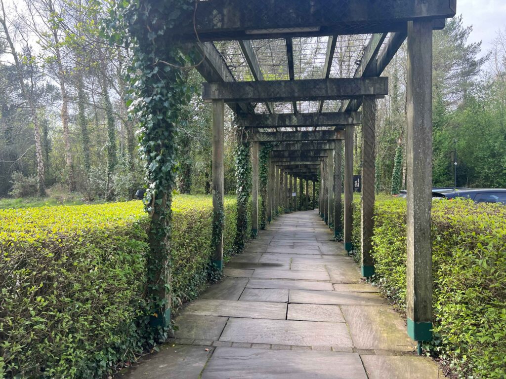 A walkway with a wooden trellis overhead and ivy.
