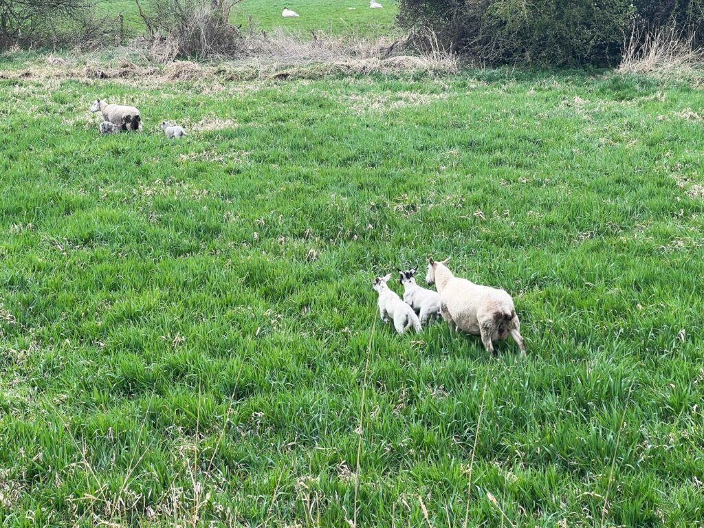 Two mama sheep with their lambs in a green field, something you may see on a stopover in Ireland.