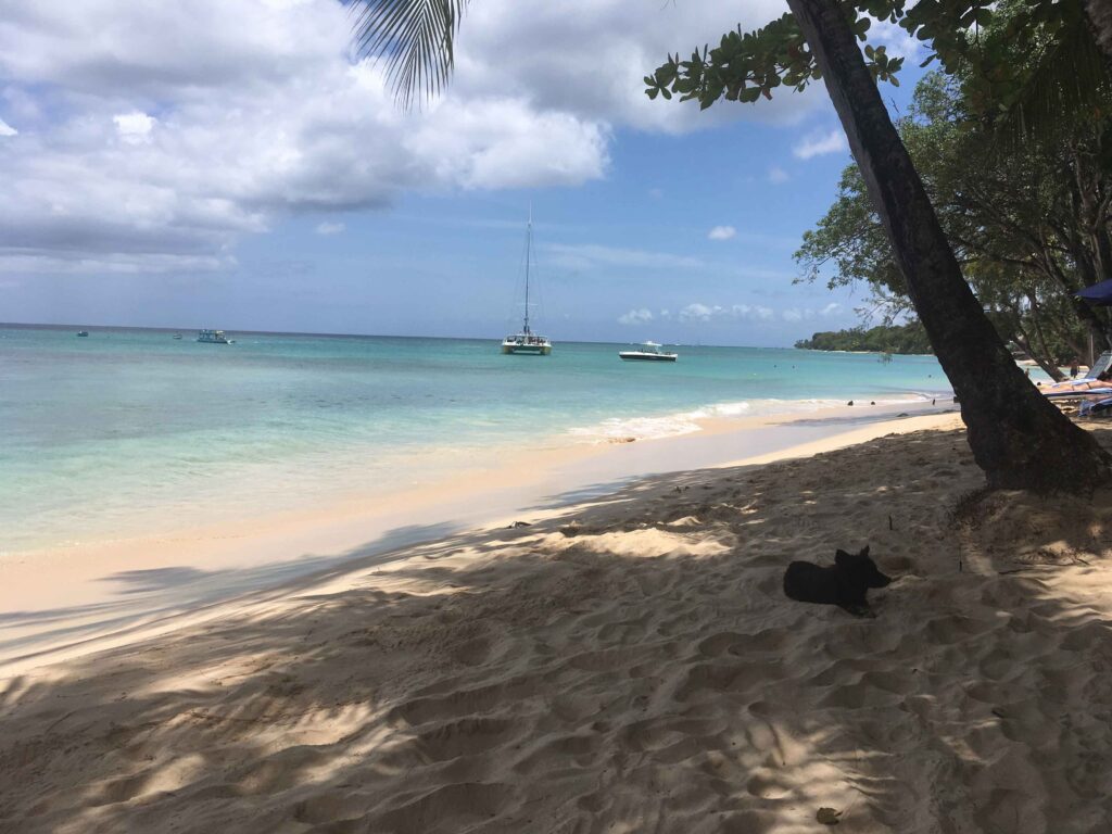 Dog lying in shade on the sand next to aqua seawater with boats anchored in distance off one of the most beautiful beaches in the world.